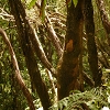 Plants: image 71 Of 208 Thumb